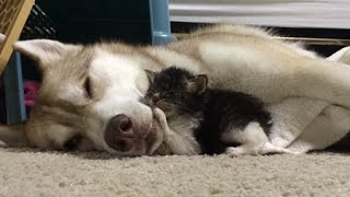 【いい話】ハスキー犬に育てられたみなしご子猫、完全に自分を犬だと思い込む姿がかわいすぎてヤバイ！！【感動】