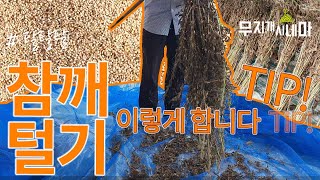 [참깨 농사] 참깨 털기 무지개농장은 이렇게 합니다! TIP