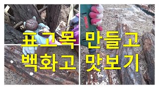 표고목 만들기와 백화고 따먹기!  Make shiitake oak wood and eat shiitake mushrooms!