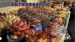 浇水日记：冬日暖阳，给多肉浇水，在节日里是件多么惬意的事啊