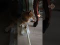 🐶：暑くて動けないよ〜 柴犬コンちゃん 癒し動画 柴犬 dog shorts