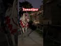 आज का सेवा माला मोती से work from kashipur सम॰ horse wedding youtube shorts shortvideo