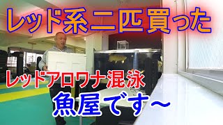 【レッドアロワナ混泳】レッド系二匹を導入直後の紅龍の行動・・・