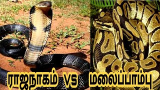 ராஜ நாகம் மற்றும் மலைப்பாம்பு/King cobra vs python facts/ animals part 1 /Tamil Catch Board/5