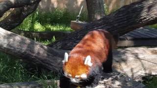 Red Pandas at Red River Zoo in Fargo ND