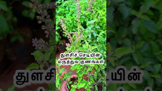 துளசிச் செடியின் மருத்துவ குணங்கள். #thulasi #shorts #shortsfeed #garden #Maadithottam #viralvideos