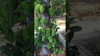 Jackfruit Tree in Vietnam