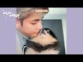 BTS V And His Dog Yeontan Cute Moments (Feat. Rocky)