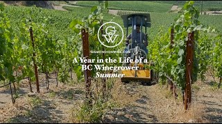 CedarCreek - Organic growing & a new vineyard SUMMER