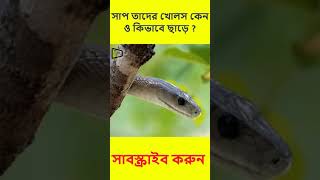 সাপ তাদের খোলস কিভাবে বদলায়? #shortfeed  #shorts #snake #snakesvideo