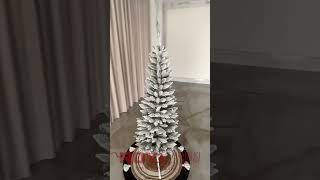 Świerk Ośnieżony Slim  #christmastree #christmas #christmascountdown #xmas #merrychristmas #holiday