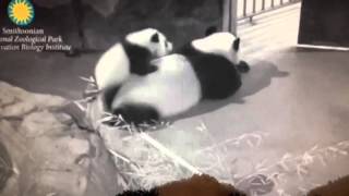 Bei Bei Loves Crawling on His Mommy 2-09-16