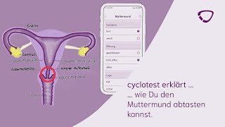 cyclotest erklärt wie Du den Muttermund abtasten kannst