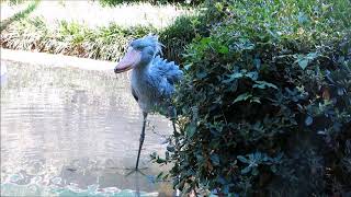 shoebill、ハシビロコウの捕食＠上野