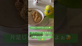 体重を誤魔化そうとするインコ#セキセイインコ#モノマネ#セキセイインコのいる暮らし#セルフネイル#手乗り#癒し#インコの病気#birds#birdlovers#SHEIN#100均#インコの日常