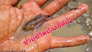 เดินจับปลามือเปล่าช่วยชีวิตปลาป่าในสระน้ำที่กำลังแห้ง?