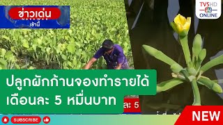 ปลูกผักก้านจองทำรายได้เดือนละ 5 หมื่นบาท | เกษตรเช้านี้ 16 ก.ย.67