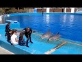 Espectáculo con delfines en el oceanográfico de Valencia