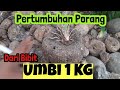 PERTUMBUHAN PORANG DARI BIBIT UMBI 1 KG