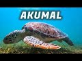 Snorkeling with turtles in Akumal Mexico - travel guide 2023