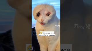 😿#sad Poor stray cat with scar was adopted and loved no matter how she looks like🥹 #cat