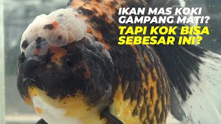 Tips Pemeliharaan dan Cara Budidaya Ikan Mas Koki agar Berumur Panjang ❗❗❗