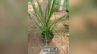 矮蒲苇种植方法和技巧