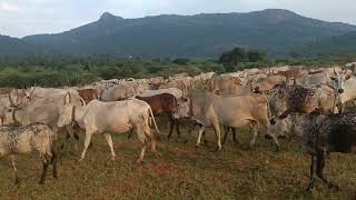 எல்லா மாடுகள் இருக்கு தேனி மலை மாடுகள் குளிக்கலாம் வர்க்கம்