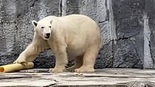 【しろくまバリーバ】寝る前の行動と寝顔🌈とべ動物園2020年11月20日ピースのお母さん