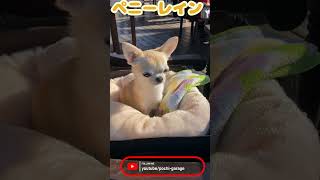 スムースコートチワワ きな子ちゃんとモーニング in ペニーレイン@那須 おさんぽ #Shorts #dog