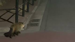 東京都世田谷区の住宅地に野生のタヌキがいた！　I met a wild Japanese raccoon in Setagaya, Tokyo, Japan.