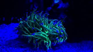 Long tentacle plate coral