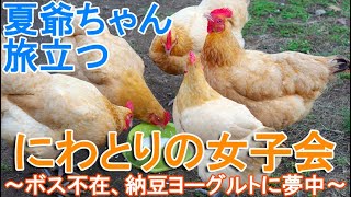 ニワトリ女子の食事会～ボス雄鶏不在だけど大好物の納豆ヨーグルトに夢中の雌鶏～