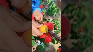 এপ্রিকট খাওয়ার উপকারিতা #shorts #fruit #usa #asmr #apricots