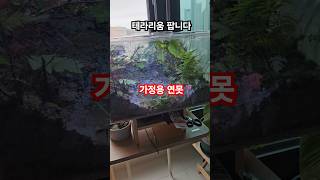 가격 =[좋아요100개] #테라리움