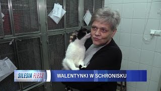 Walentynki w schronisku dla zwierząt 07.02.2018