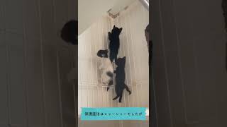 【#shorts】TNR現場より新入3にゃん。丸チーム。【保護猫】