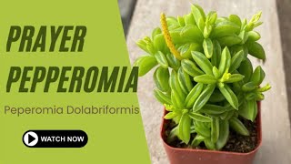 Prayer Pepperomia | Peperomia Dolabriformis | TinyLeaf