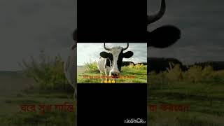 ঘরে সুখ শান্তি বজায় রাখার জন্য যা করবেন#apekshasbn | youtube short #shortvideo