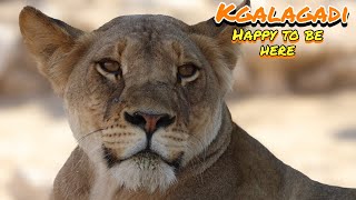 Welcome to NossoB | Kgalagadi Transfrontier Park - Africa | SANParks | Ep 4