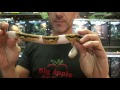 pied ball pythons for sale. buy at big apple pet with same day shipping.