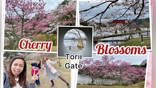 JAPAN SPRING: Cherry Blossoms, Torii of Kameyama Dam Lake, Shinto Shrine in Kimitsu, Chiba