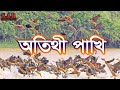 Guest bird | Jahangirnagar University | অতিথী পাখি | SAR Production 2019