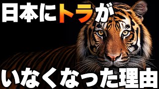 [衝撃]日本にトラがいなくなった理由