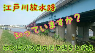 江戸川放水路🔰 ホンビノス貝  モヤ抜きと結果発表です。やはりモヤ抜きは必要かも