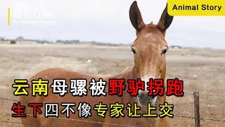 云南母騾發情被野驢拐跑，生下四不像的孩子，專家：立刻上交！ #动物大战 #动物奇闻 #动物报恩 #动物袭击 #动物趣事