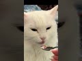 😸😸😸 кошки приколы котята питомцы юмор дружба мамочки пушистики дети котики