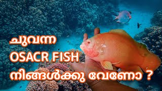 ഓസ്കർ മീനുകൾ | Small scale oscar farming in aquaponics | Oscar fish | Aquaponics