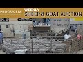 5/28/2024 - Producers Livestock Auction Company Sheep & Goat Auction