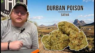 Durban Poison Strain Breakdown: The Uplifting Sativa You Need to Know